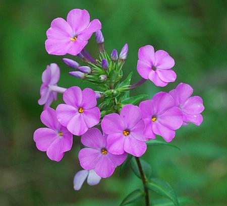 Phlox_maculata_corollas2.jpg