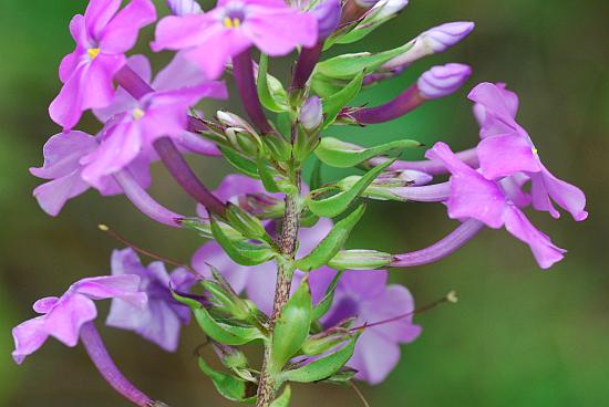 Phlox_maculata_inflorescence.jpg