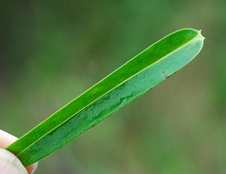 Phlox_maculata_leaf.jpg