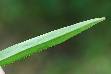 Phlox_maculata_leaf2.jpg