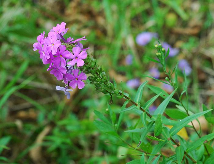 Phlox_maculata_plant.jpg