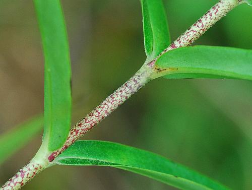 Phlox_maculata_stem.jpg