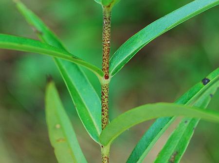 Phlox_maculata_stem2.jpg