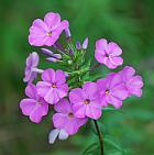 Phlox maculata thumbnail