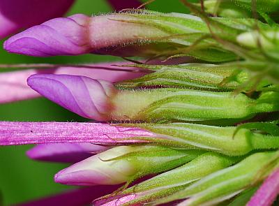 Phlox_paniculata_buds.jpg