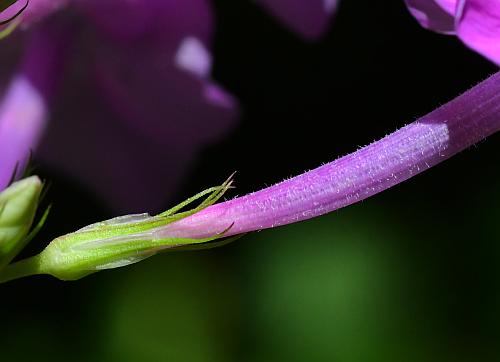 Phlox_paniculata_calyx.jpg