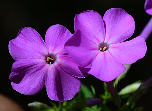 Phlox_paniculata_corollas.jpg