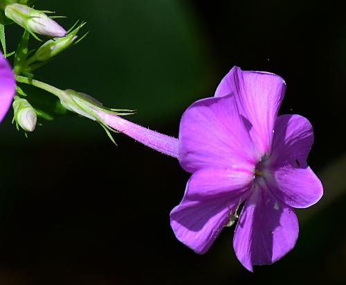 Phlox_paniculata_flower.jpg