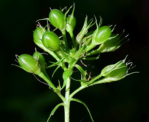 Phlox_paniculata_fruits.jpg