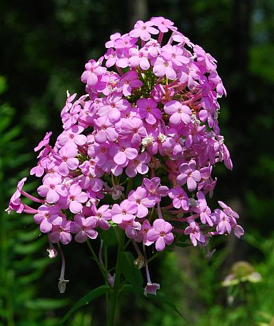 Phlox_paniculata_inflorescence.jpg