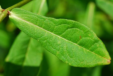 Phlox_paniculata_leaf1.jpg