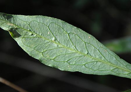 Phlox_paniculata_leaf2.jpg