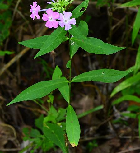 Phlox_paniculata_leaves.jpg