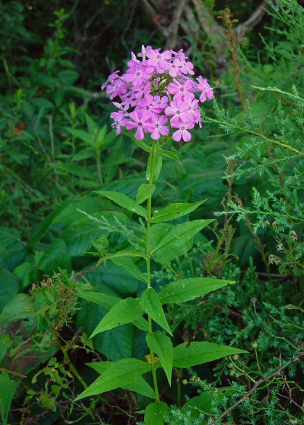 Phlox_paniculata_plant.jpg