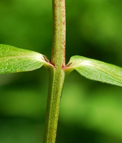 Phlox_paniculata_stem.jpg