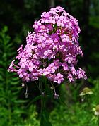 Phlox paniculata thumbnail