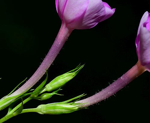 Phlox_paniculata_tubes.jpg