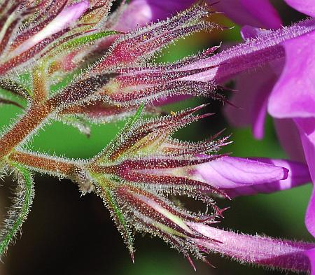 Phlox_pilosa_calyces.jpg