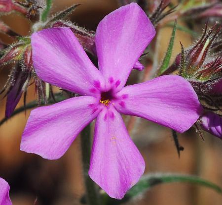 Phlox_pilosa_corolla.jpg