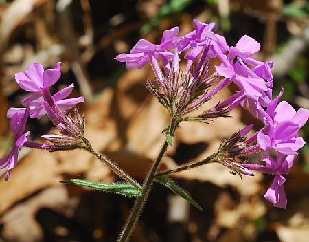 Phlox_pilosa_inflorescence.jpg