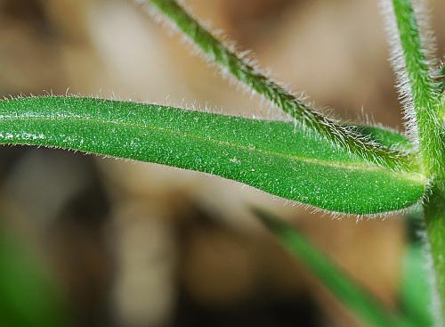 Phlox_pilosa_leaf1.jpg