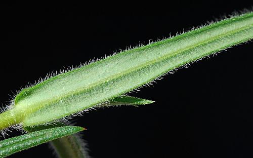 Phlox_pilosa_leaf2.jpg