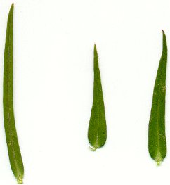 Phlox_pilosa_leaves.jpg