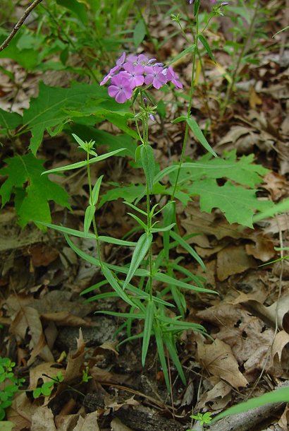 Phlox_pilosa_plant.jpg