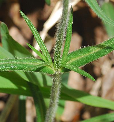 Phlox_pilosa_stem.jpg