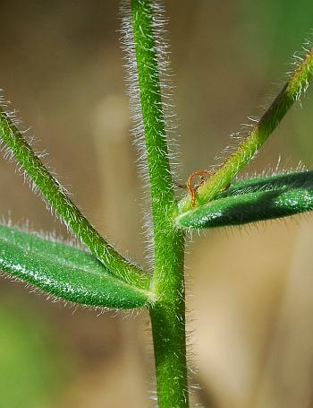 Phlox_pilosa_stem2.jpg