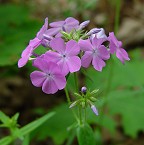 Phlox pilosa thumbnail