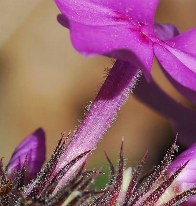 Phlox_pilosa_tube.jpg