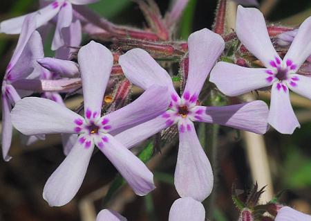 Phlox_pilosa_white.jpg