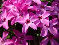 Phlox subulata thumbnail