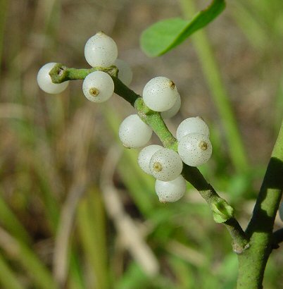 Phoradendron_leucarpum_fruits.jpg