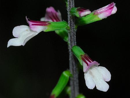 Phryma_leptostachya_flowers.jpg