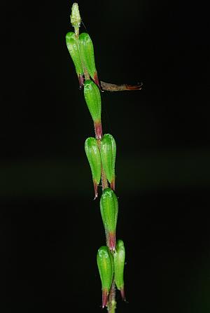 Phryma_leptostachya_fruits.jpg