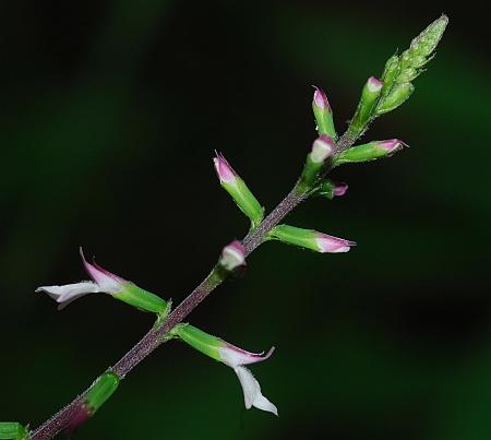 Phryma_leptostachya_inflorescence.jpg