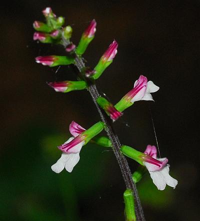 Phryma_leptostachya_inflorescence2.jpg