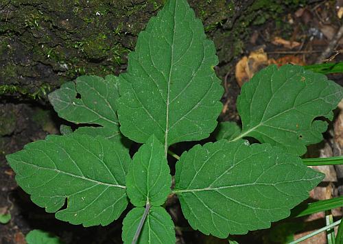 Phryma_leptostachya_leaves.jpg