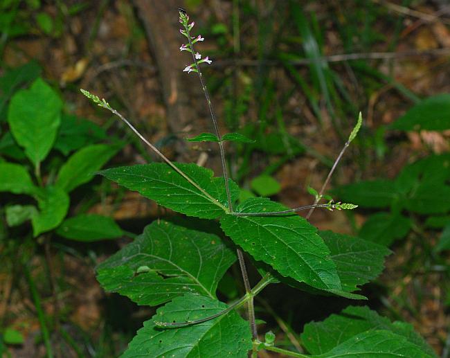 Phryma_leptostachya_plant.jpg