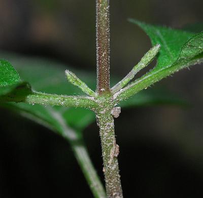 Phryma_leptostachya_stem.jpg