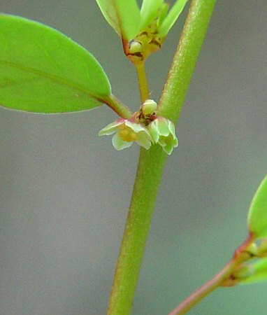 Phyllanthus_caroliniensis_flower.jpg