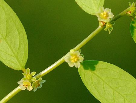 Phyllanthus_caroliniensis_flowers.jpg