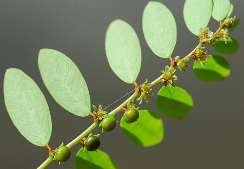 Phyllanthus_caroliniensis_inflorescence.jpg