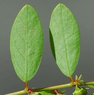 Phyllanthus_caroliniensis_leaf2.jpg