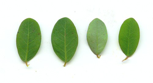 Phyllanthus_caroliniensis_leaves.jpg