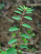 Phyllanthus caroliniensis thumbnail