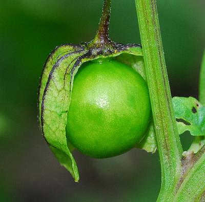 Physalis_angulata_berry.jpg