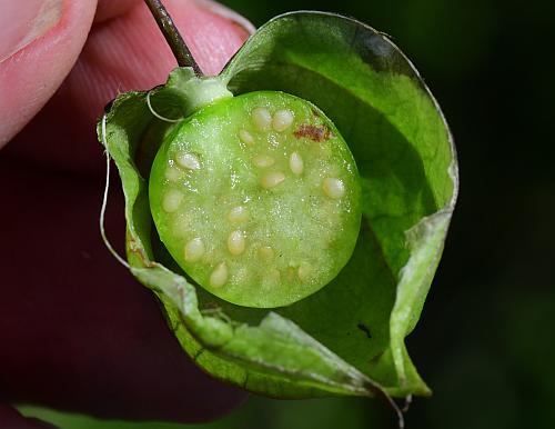 Physalis_angulata_berry2.jpg